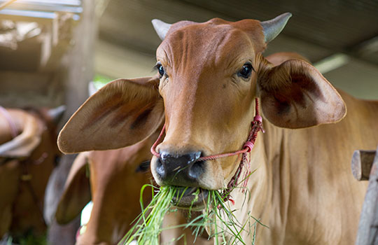 Our Valued Farm Connections
